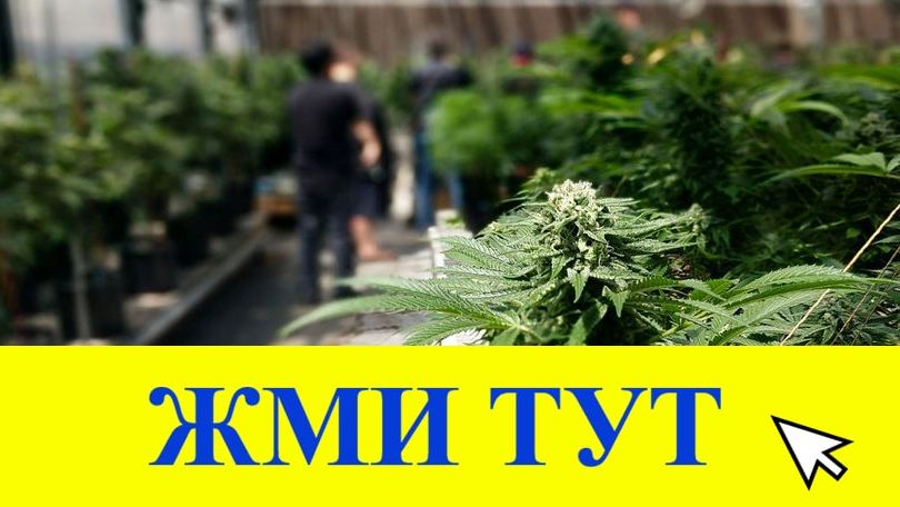 Купить наркотики в Шуе